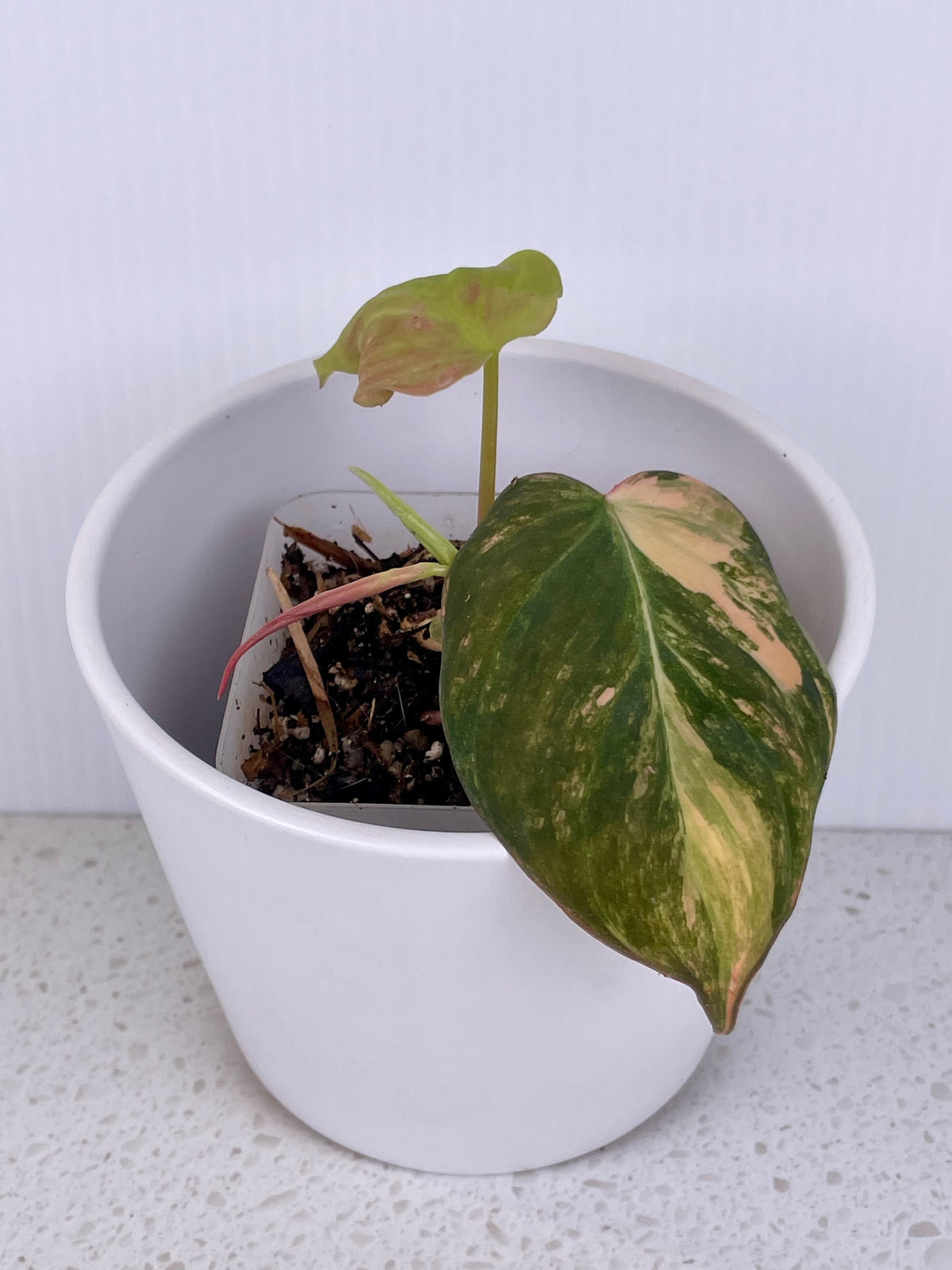 Philodendron Micans Var.
