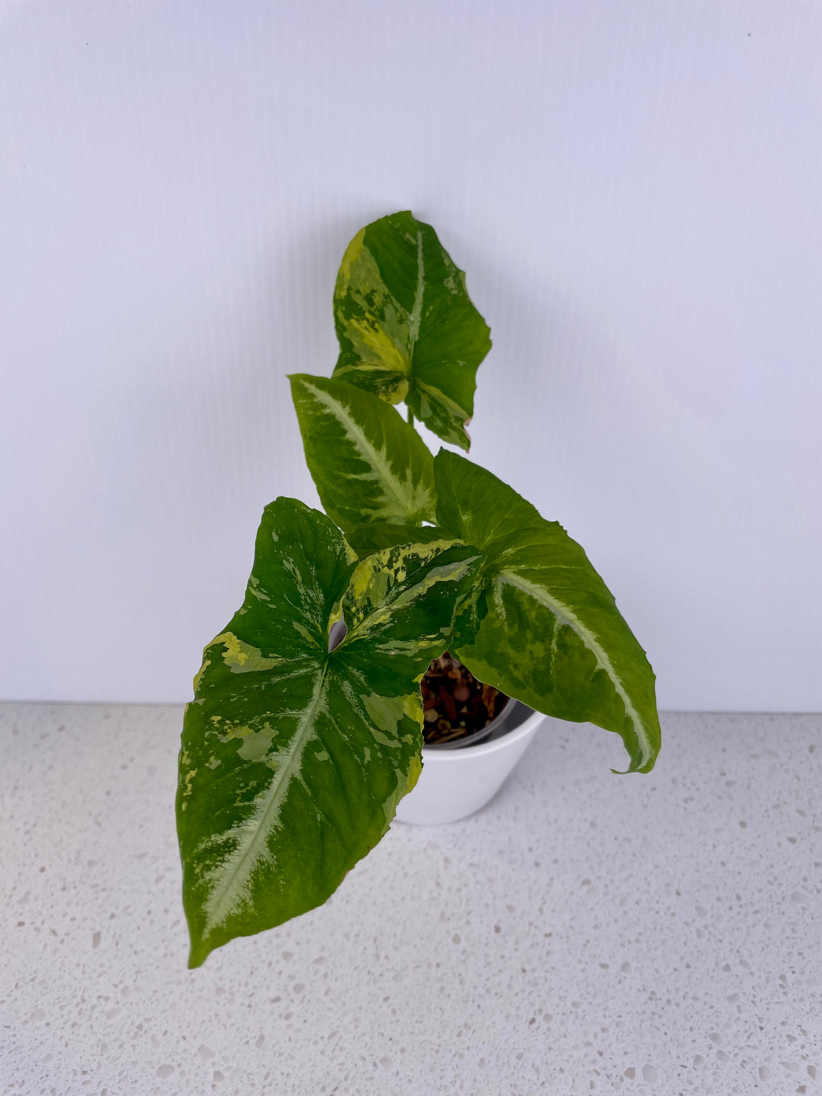 Syngonium Scramble Eggs