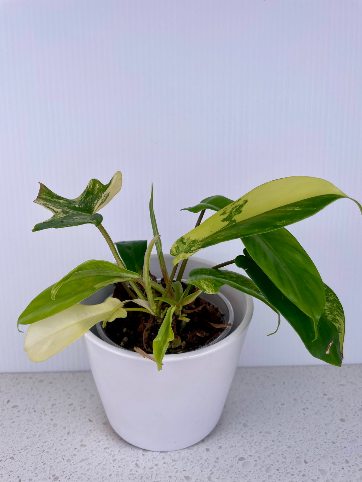 Philodendron Florida Beauty Var.