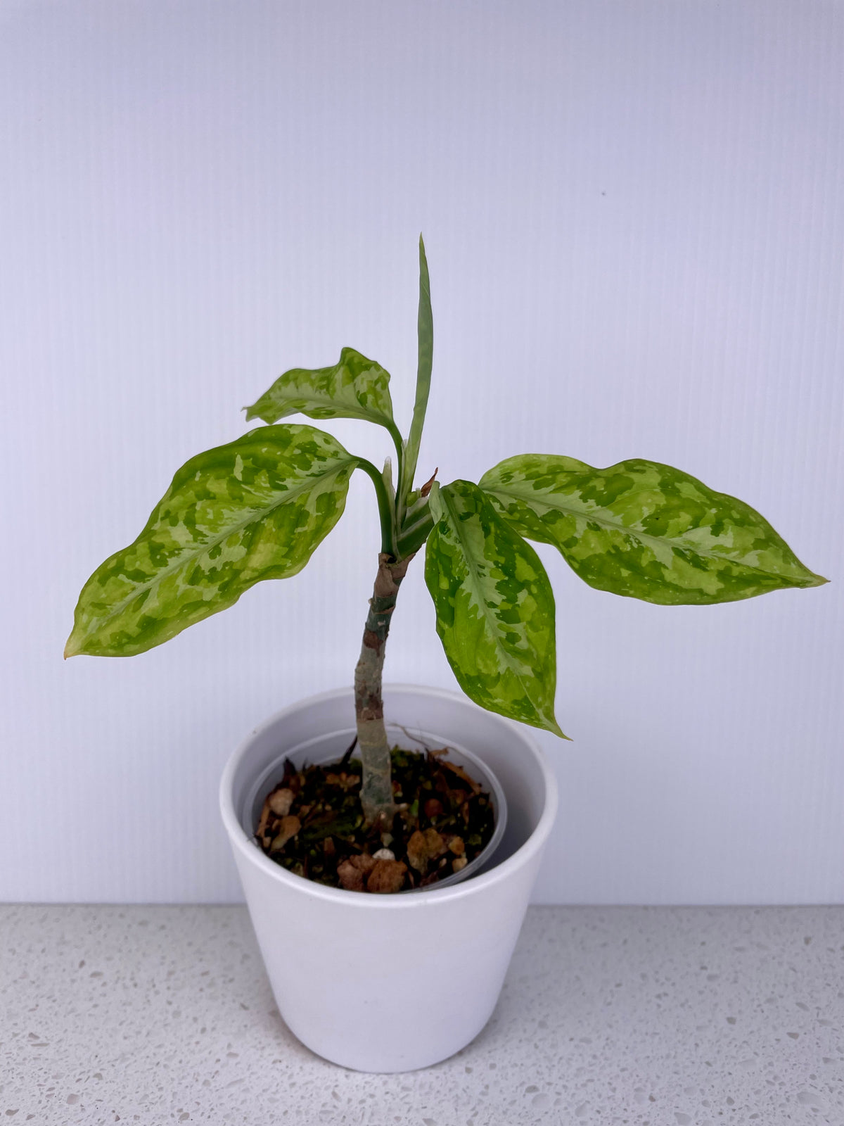 Aglaonema Pictum Tricolor