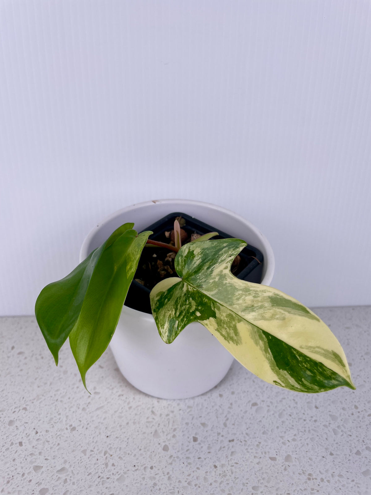 Philodendron Florida Beauty Var.