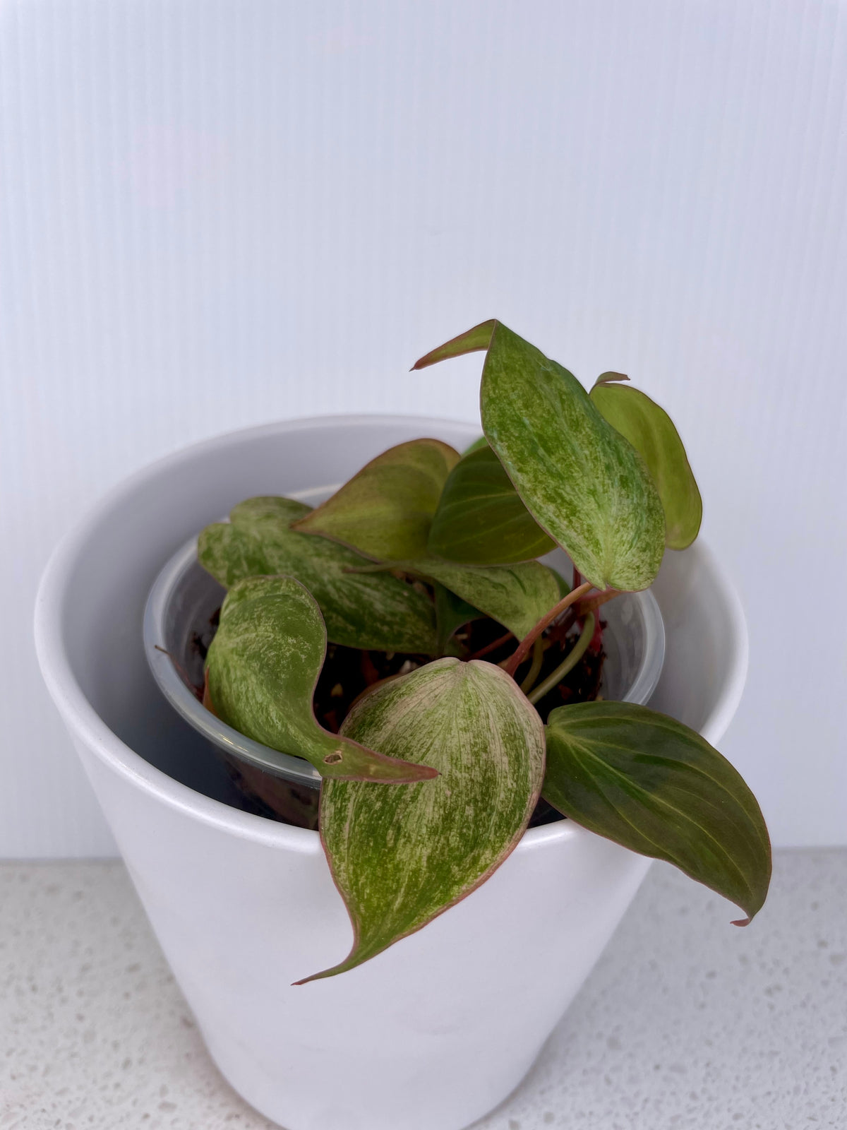 Philodendron Micans Mint Var.