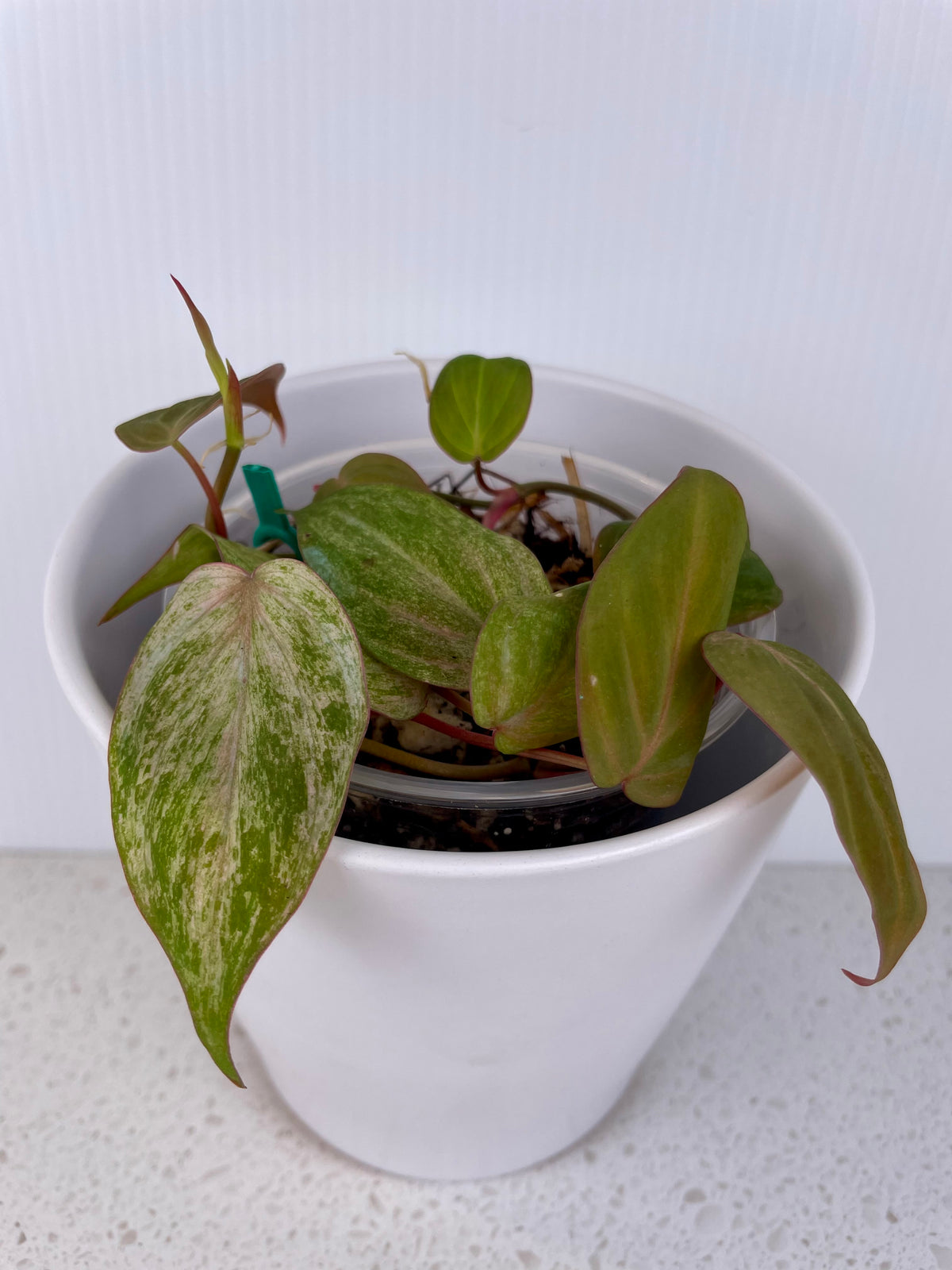 Philodendron Micans Mint Var.