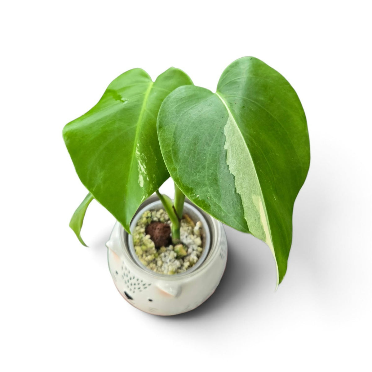 Monstera Borsigiana Albo