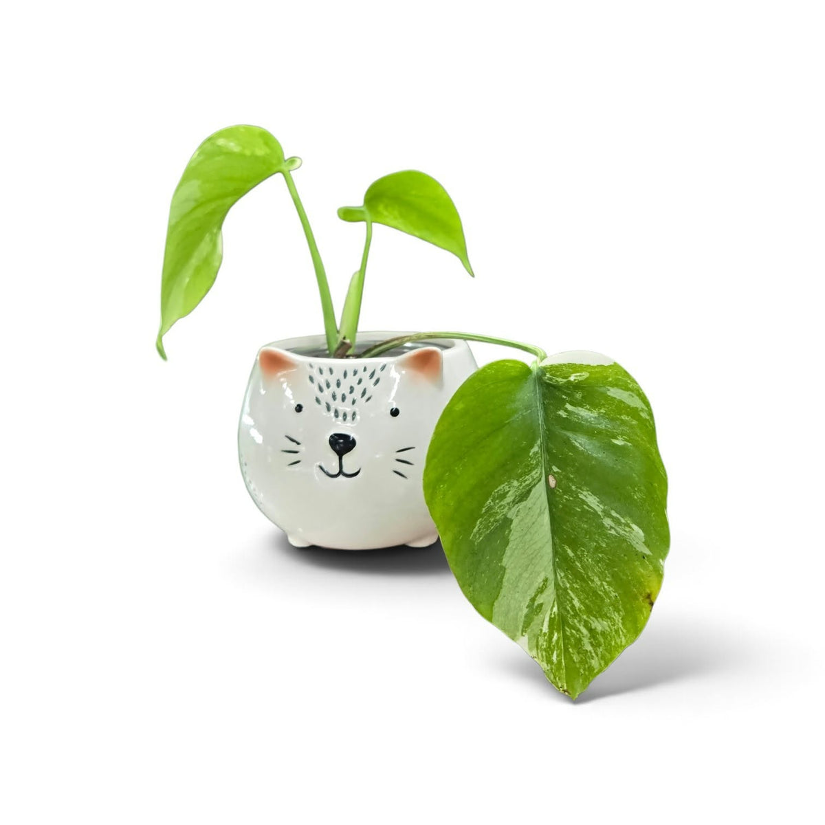 Monstera Borsigiana Albo