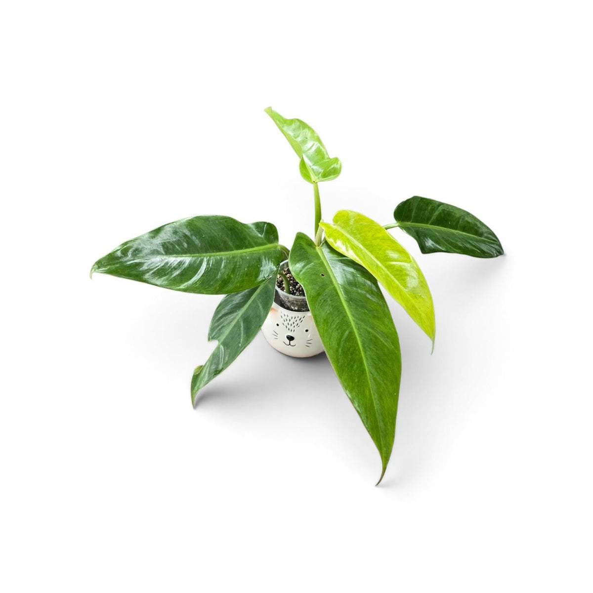 Philodendron Golden Calking