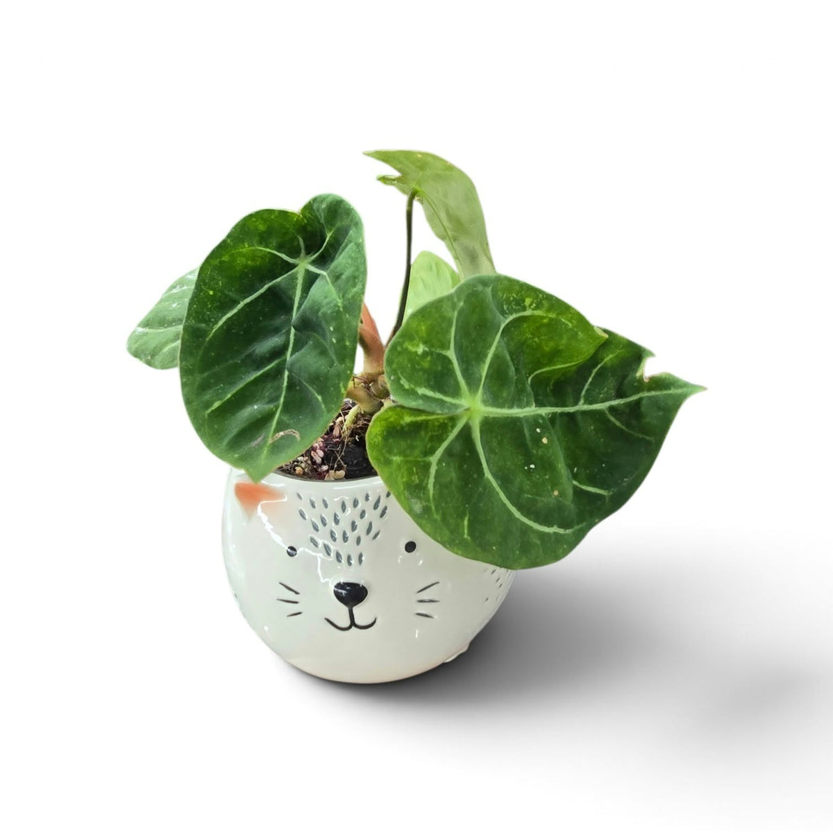 Anthurium Magnificum X Forgettii