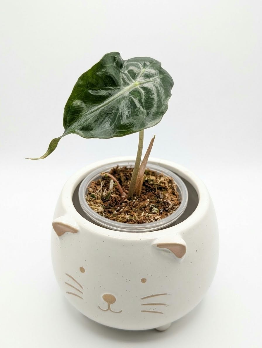 Alocasia Venom TC