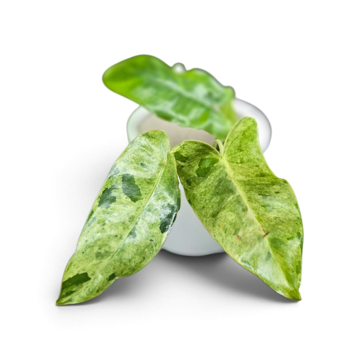 Philodendron Paraiso Verder X Burle Marx Var