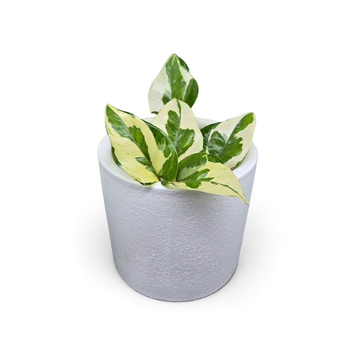 Epipremnum aureum Glacier