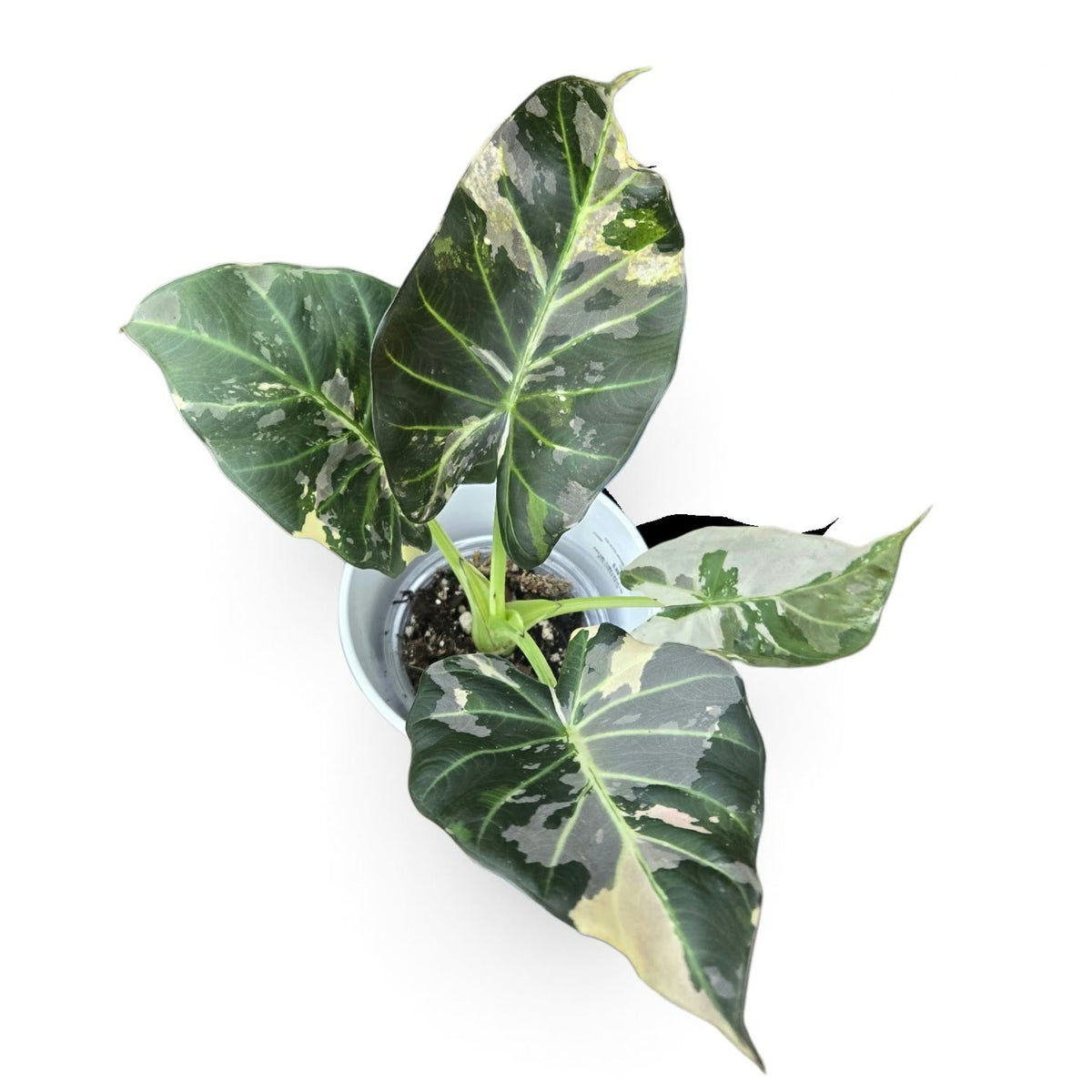 CORM (Alocasia Regal Shield albo)