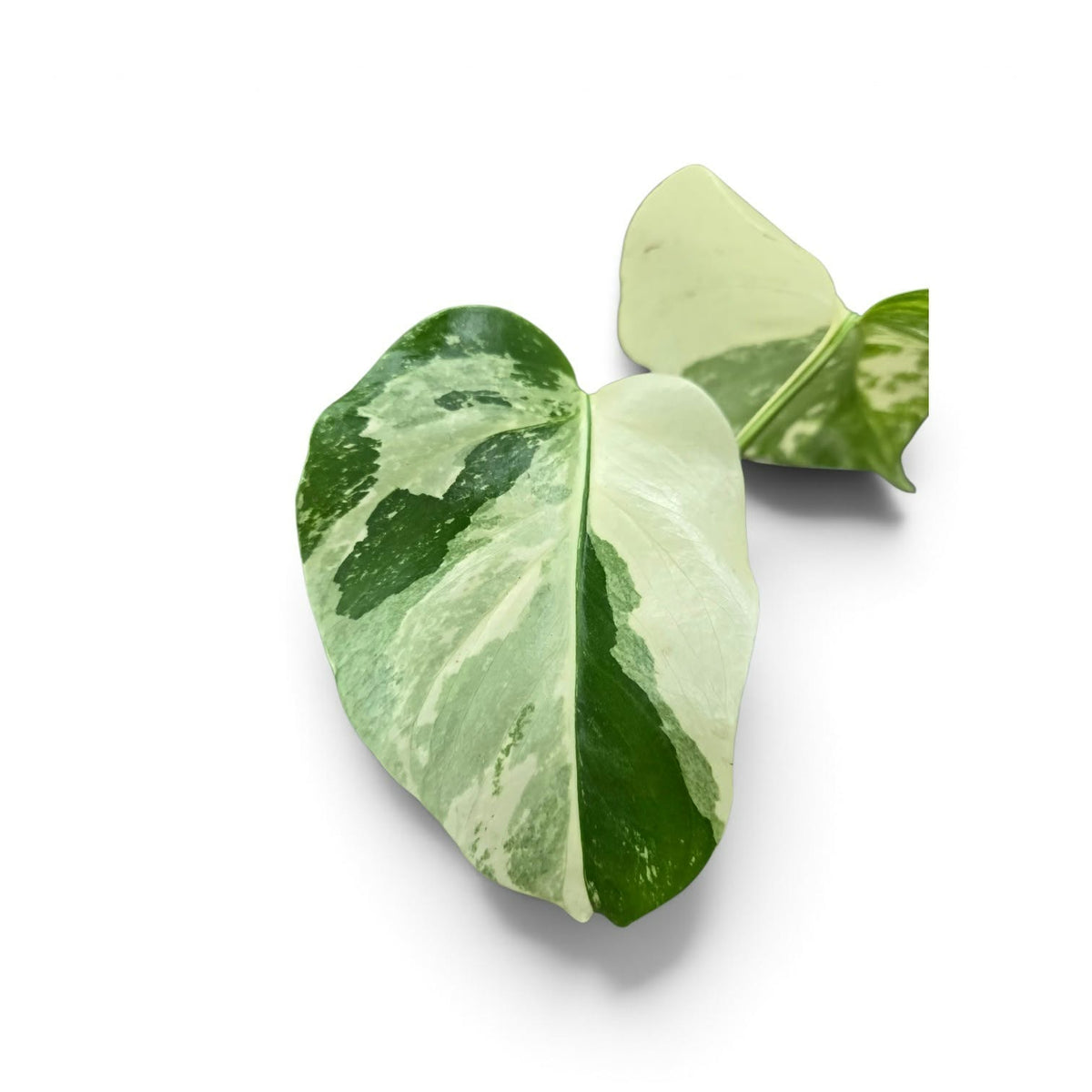 Monstera Borsigiana Albo