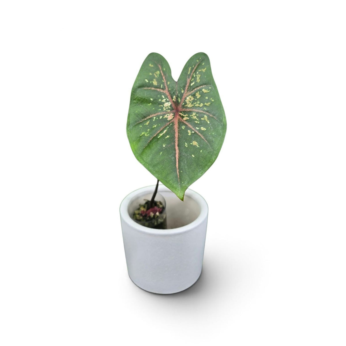 Caladium Pink Beauty