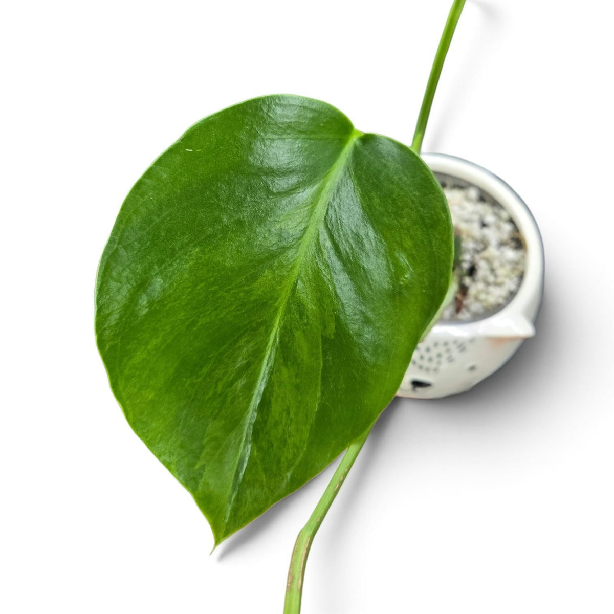 Monstera Deliciosa Green On Geen