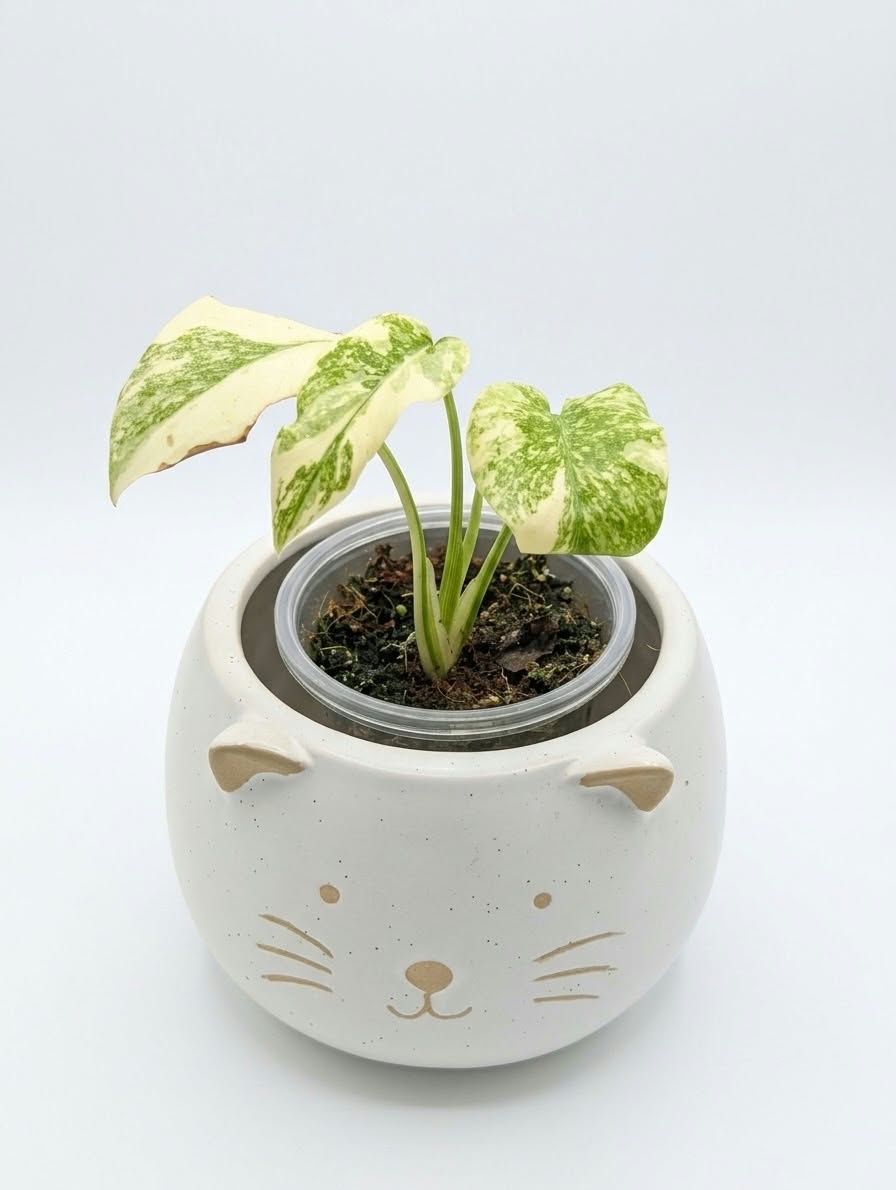 Monstera Legacy Var. TC