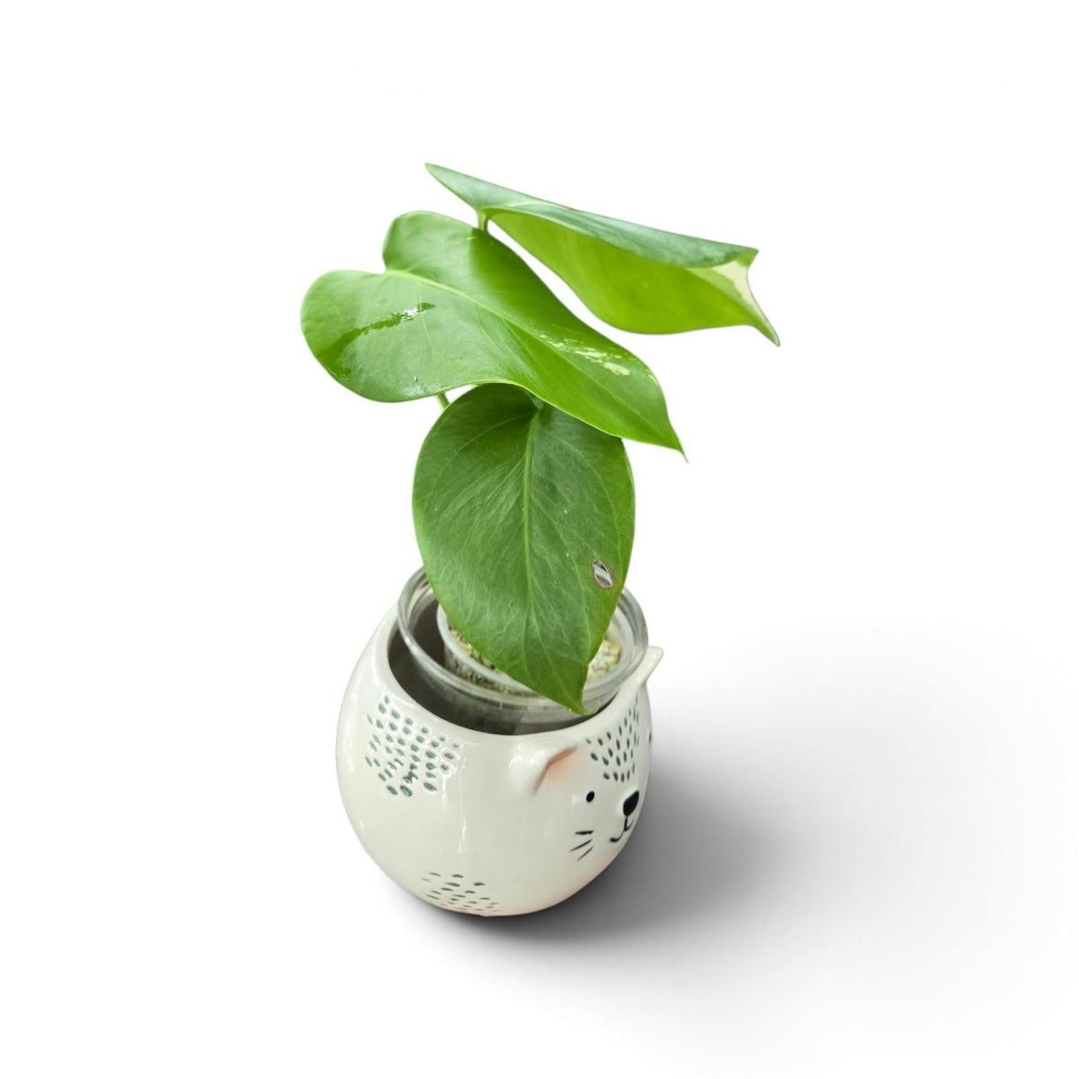 Monstera Borsigiana Albo