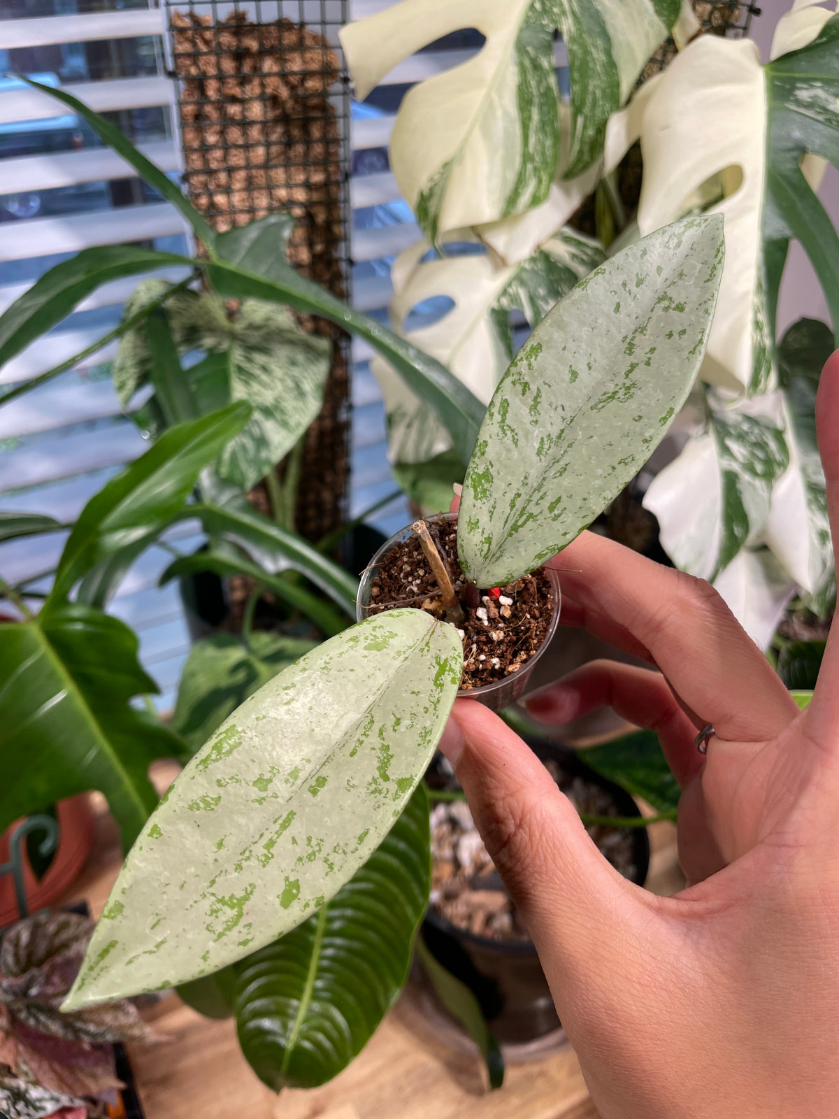 Hoya Pubicalyx Pink Silver Ghost