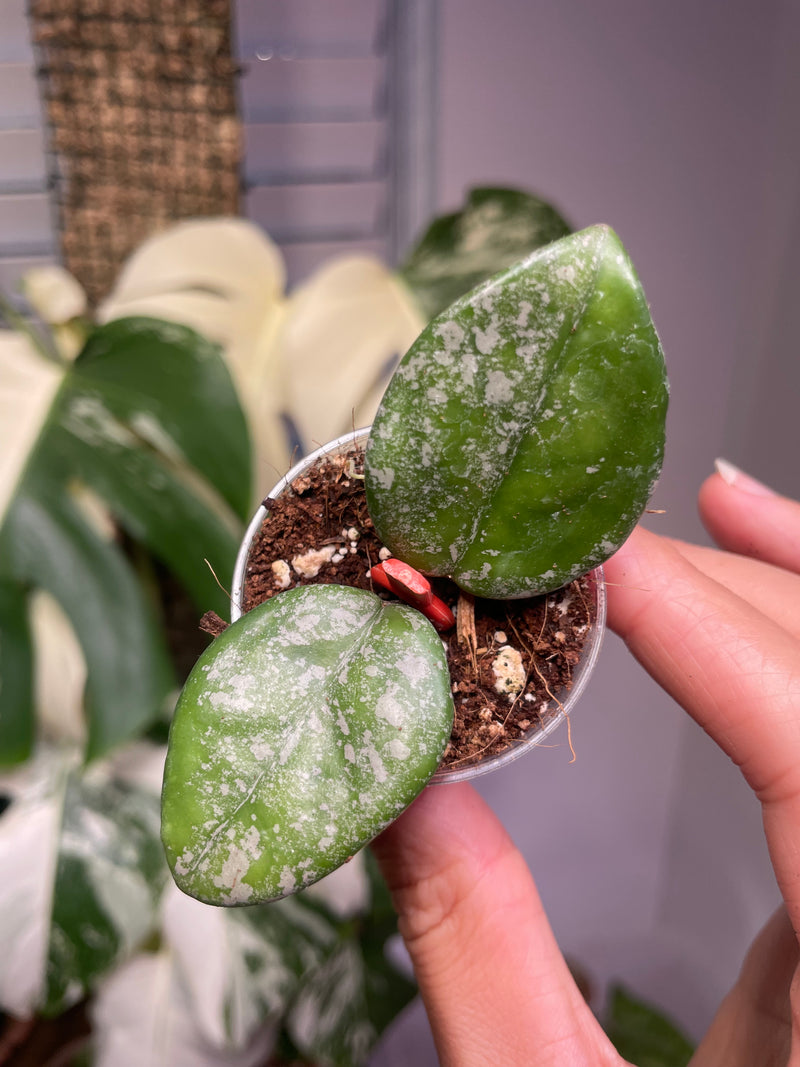Hoya Wilbur Graves Russia