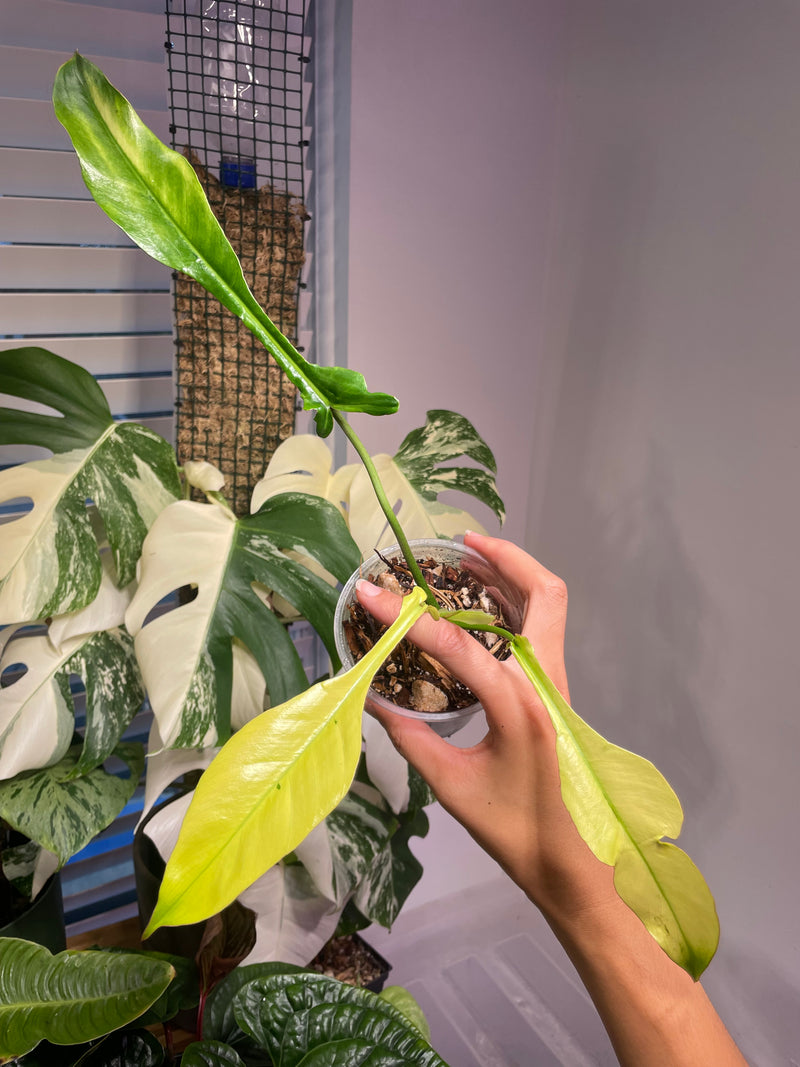 Philodendron Joepii Var.