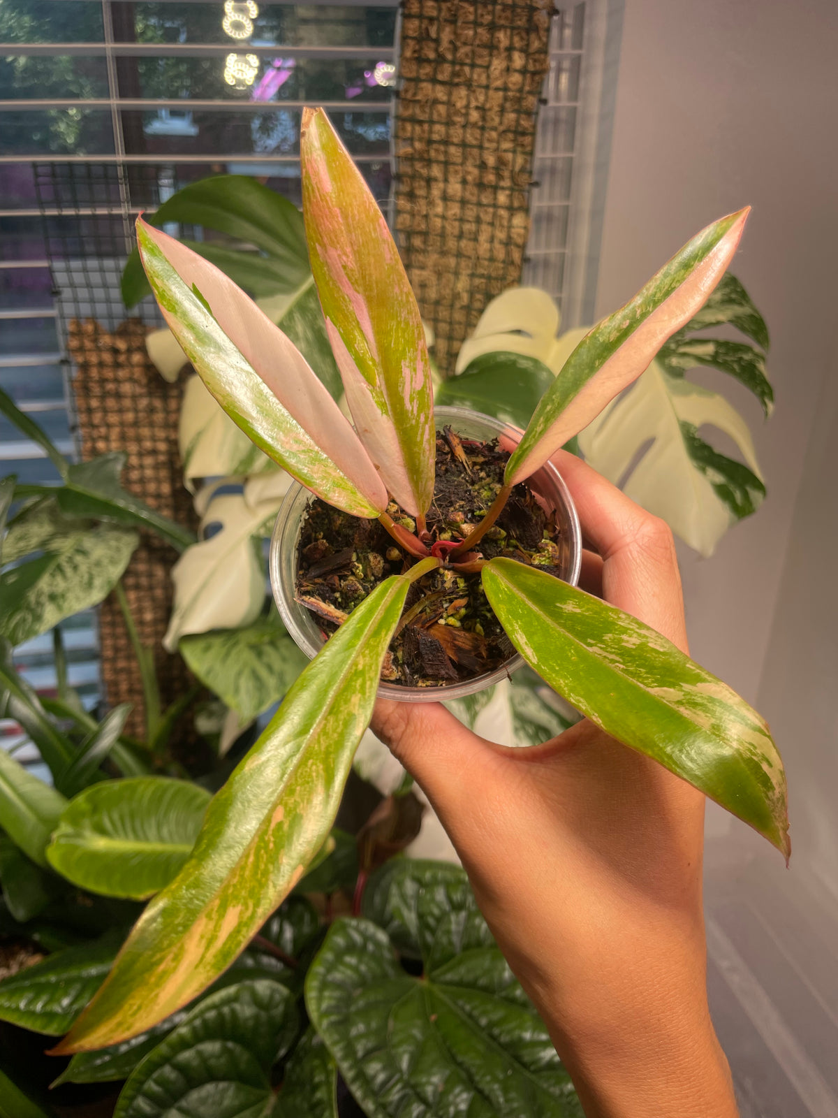 Philodendron Caramal Marble