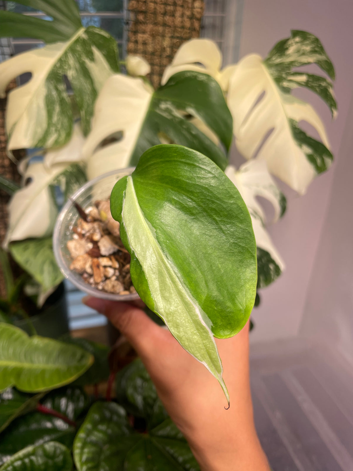 Monstera Deliciosa 'White Lava'