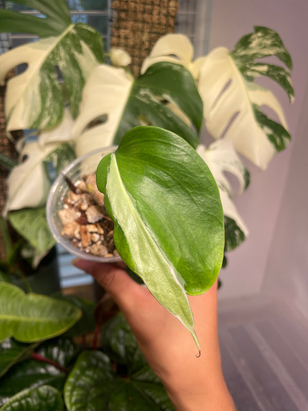 Monstera