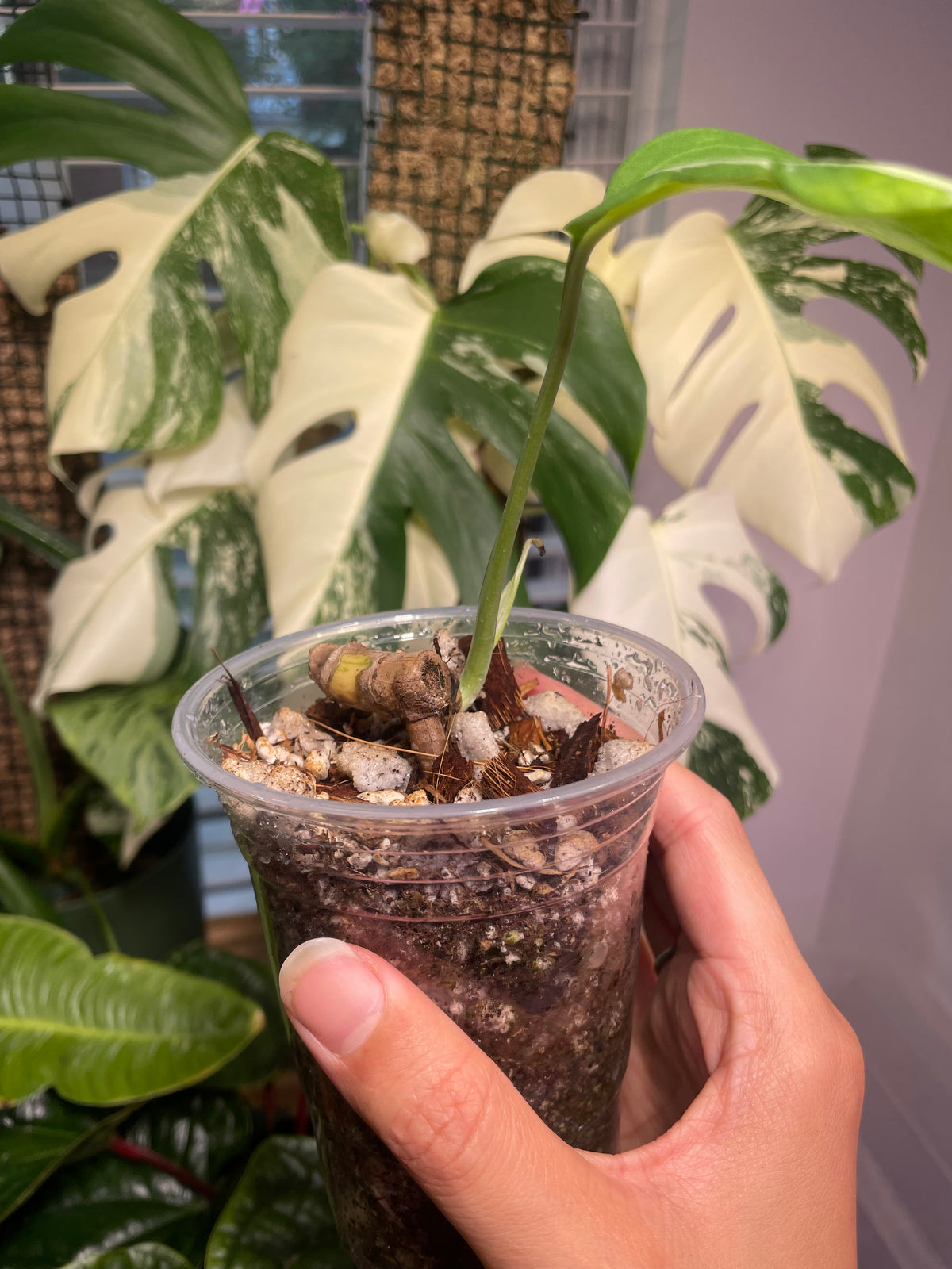 Monstera Deliciosa 'White Lava'