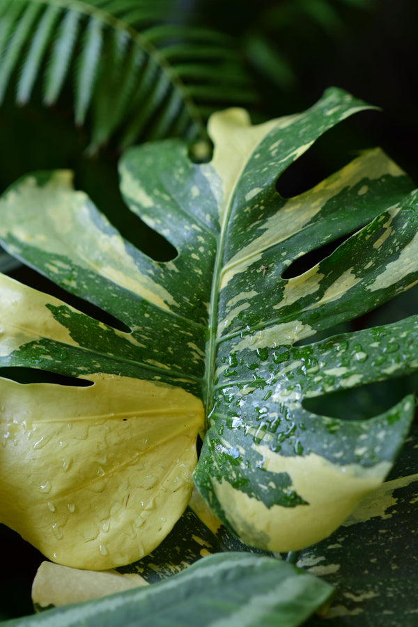 Plantes